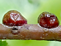 Eulecanium tiliae
